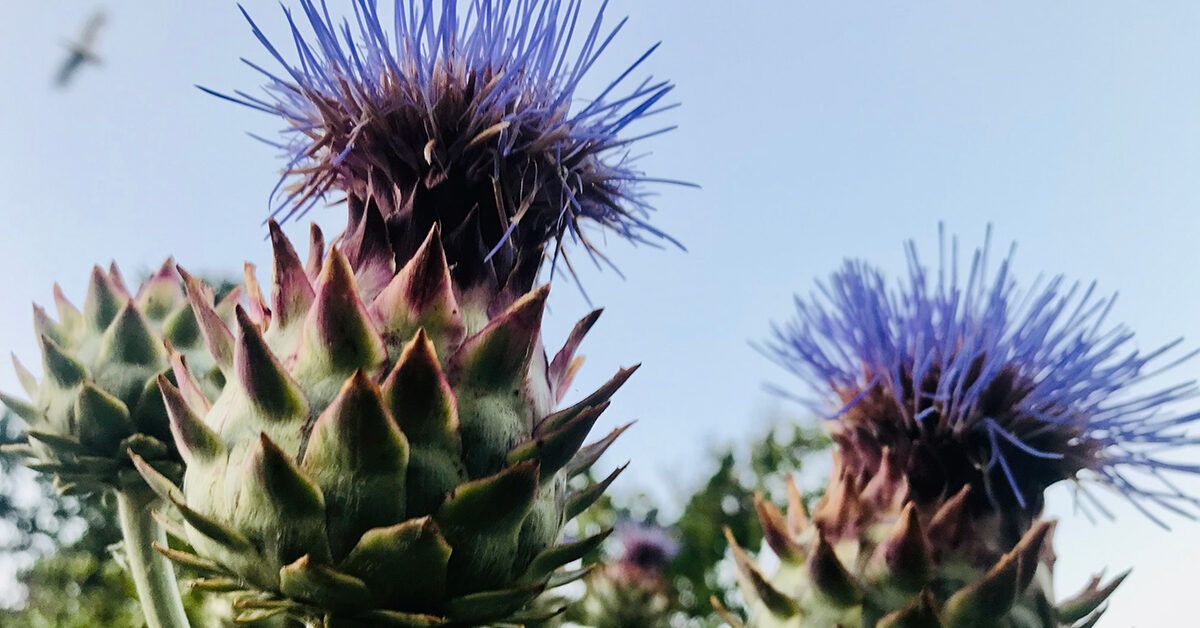 Milk thistle eczema treatment Does it work?
