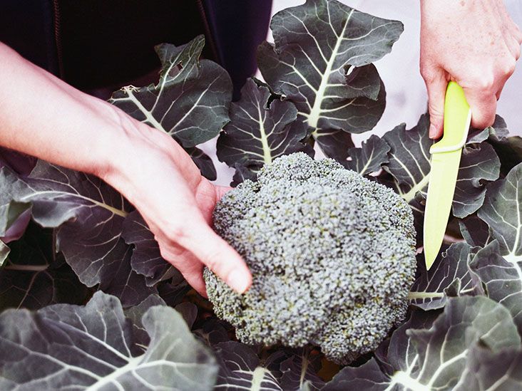 Broccoli and gout What to know