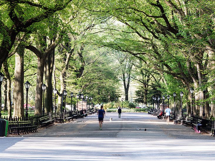 Tree pollen allergy Types, symptoms, causes, treatments