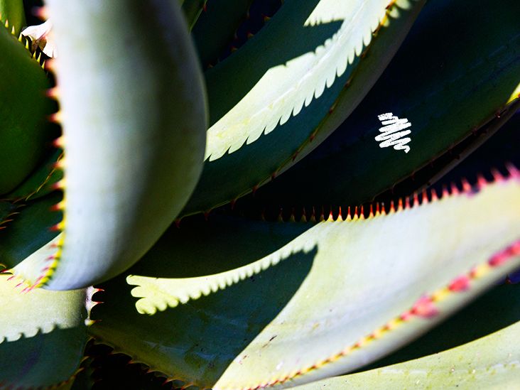 Aloe vera juice for acid reflux Effectiveness and how to take it