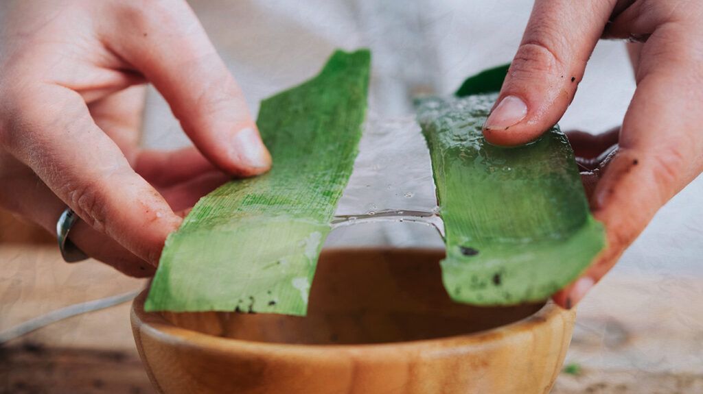 A person separating aloe vera leaves from the gel inside over a wooden bowl.