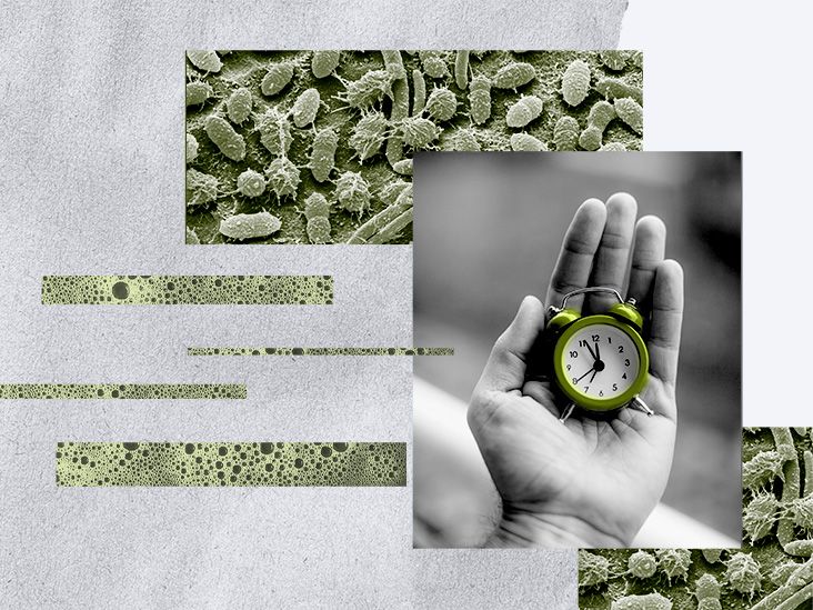 Photo inspiration: Picture Idea: Intermittent Fasting Calorie Restriction May Diversify Gut Bacteria