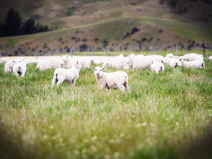Lamb and cholesterol How much does it contain?