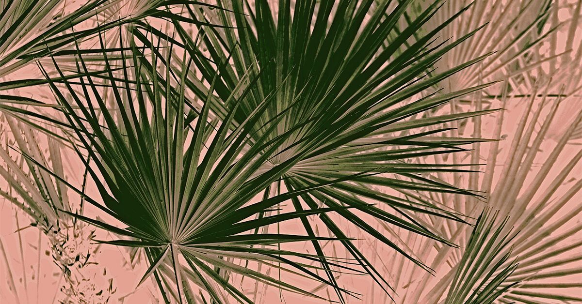 Saw palmetto Uses dosage and side effects