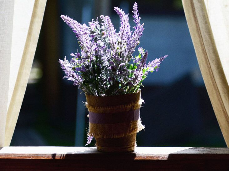 Breathing Fragrances While Sleeping Boosts Memory and Learning