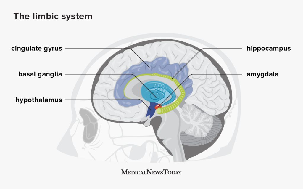 A diagram of the limbic system in the brain.