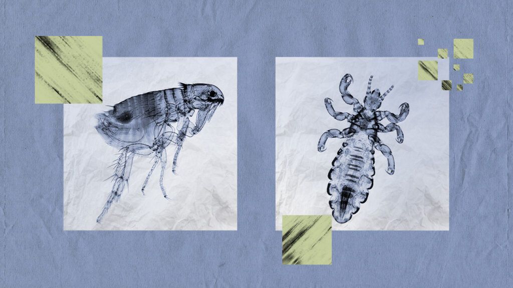 A photo collage of a flea and a head louse 1
