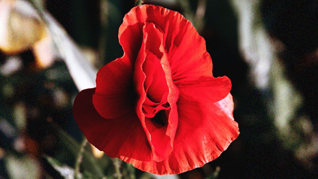 Closeup of red poppy flower head. Delicate flower in the shape of vagina.