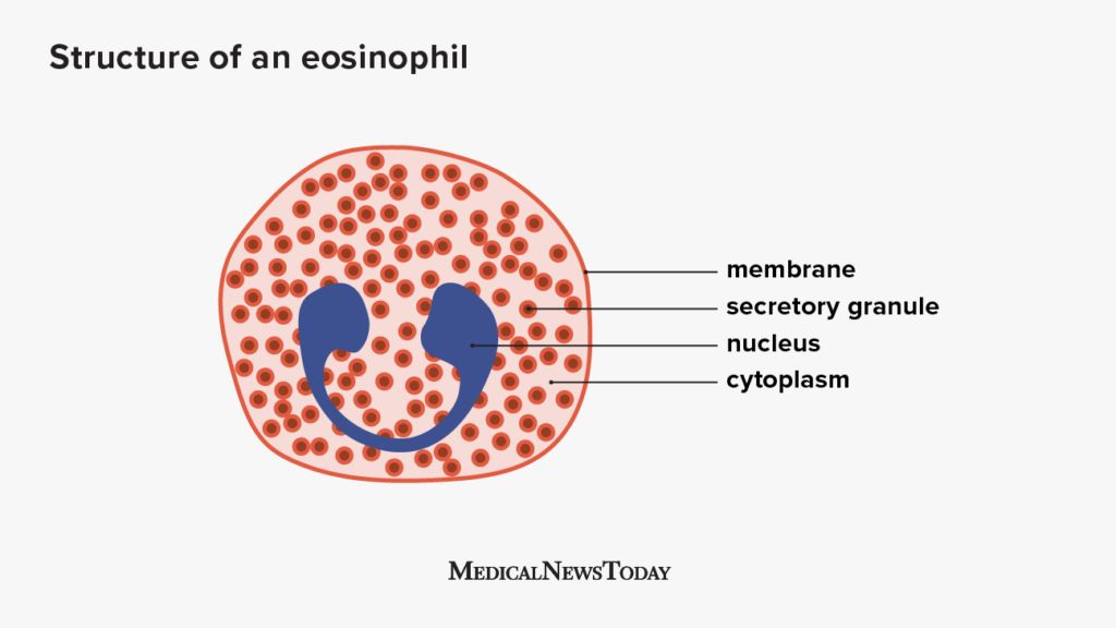 anatomy of an eosinophil