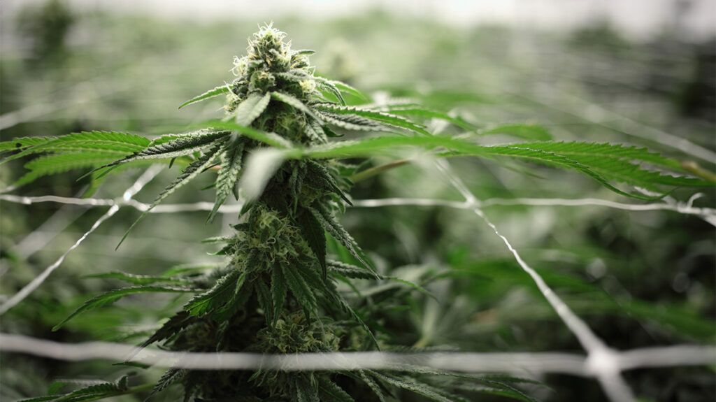 Primo piano di una pianta di cannabis che cresce in una fattoria