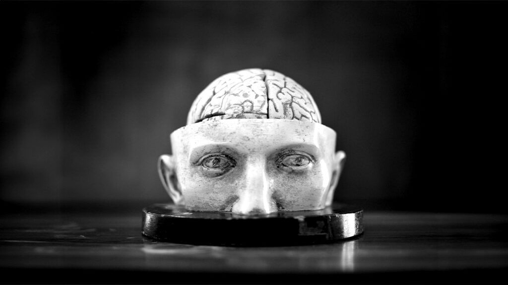 A statue of a head with the brain showing