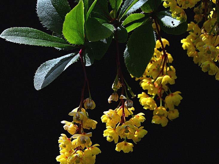 Berberine and weight loss Effectiveness, risks, and more