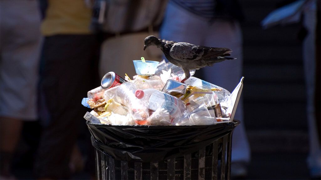 Un uccello sopra un bidone della spazzatura pieno di bicchieri di plastica e altri rifiuti