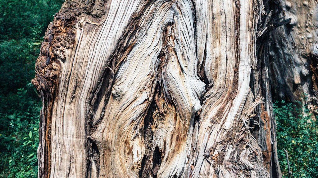 Image of tree bark to represent vaginal swelling.