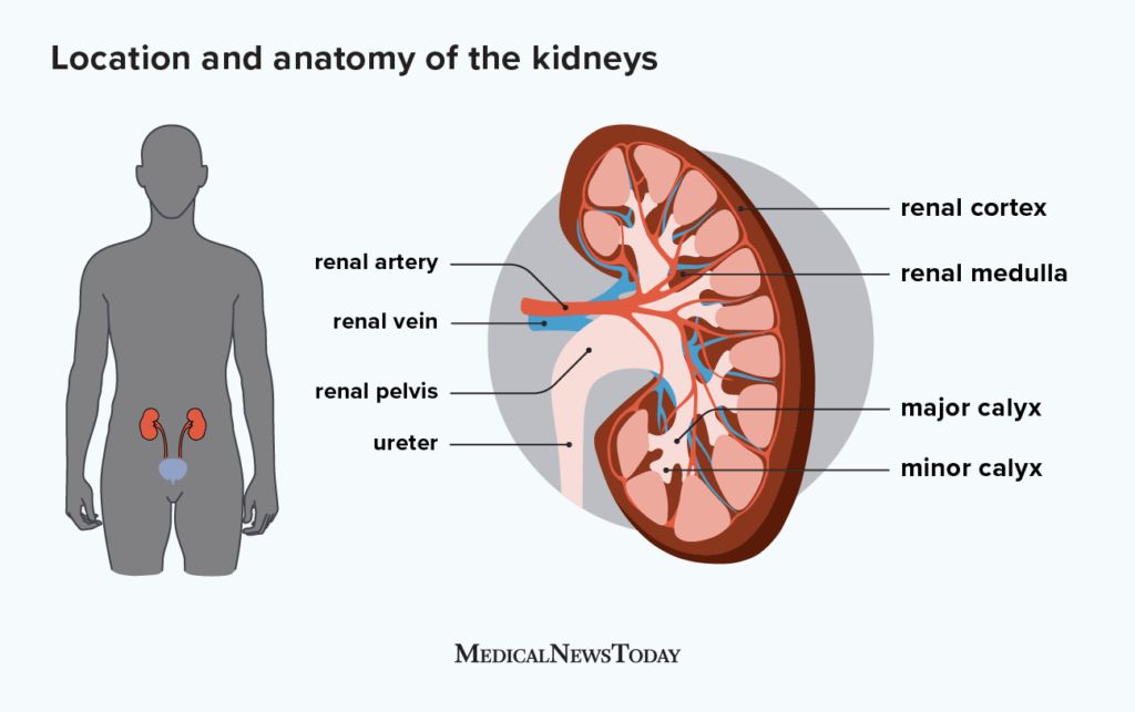 an infographic showing the location of the kidneys