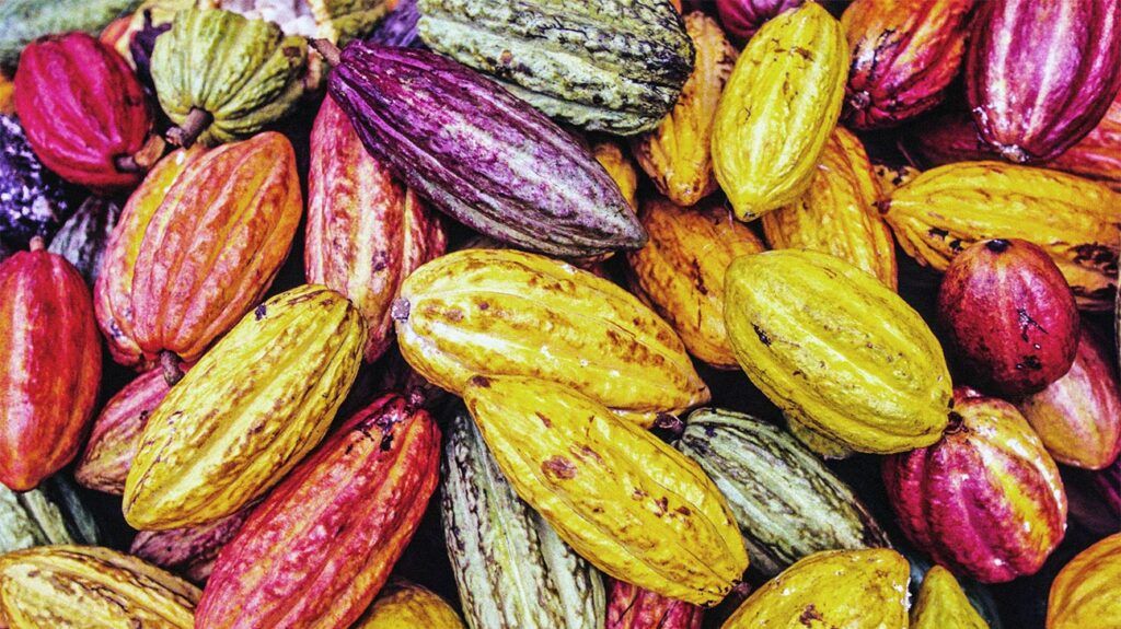 È stato scoperto che l’integratore di estratto di cacao ha benefici per la cognizione negli anziani…