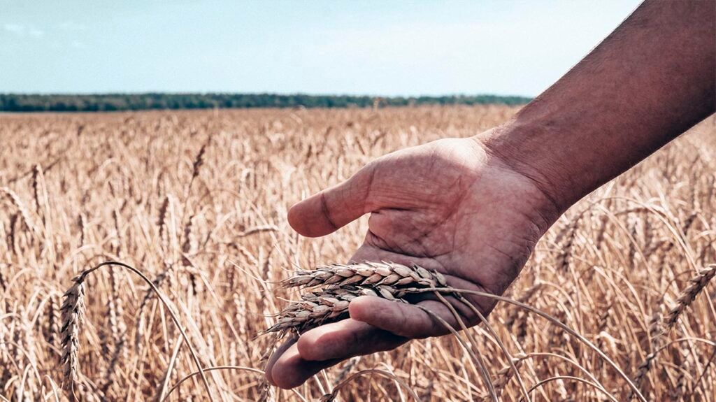 Person running their hand through a field of oats