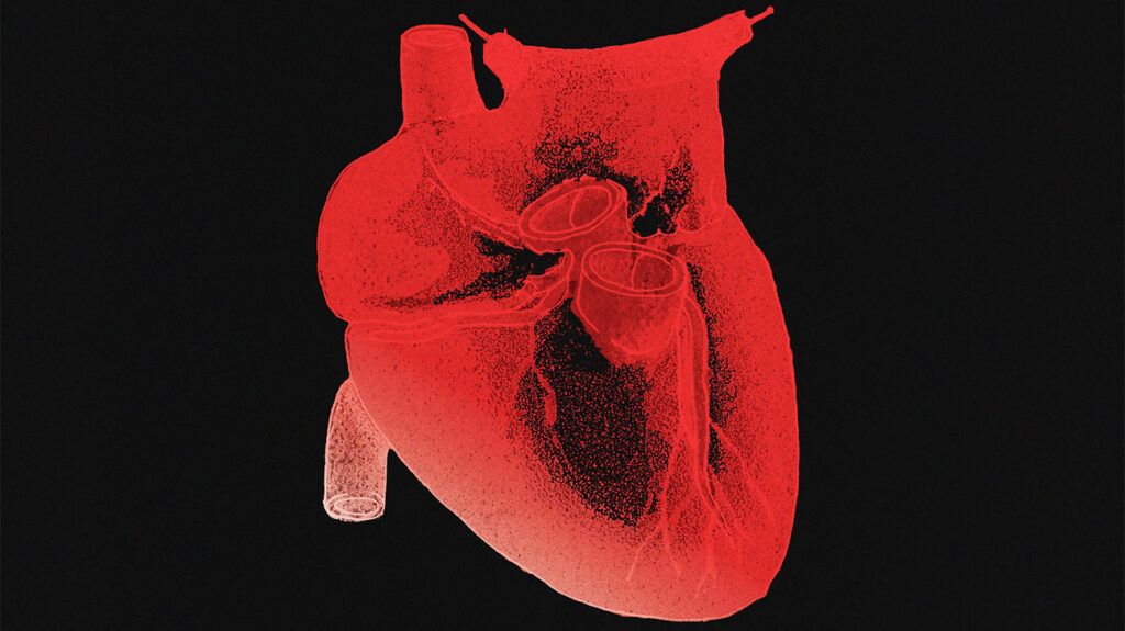 Illustration of the human heart-1