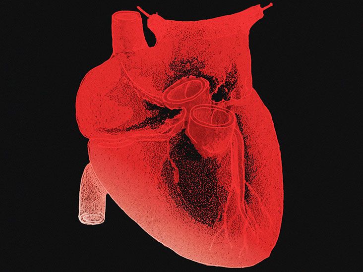 Difference between the tricuspid and bicuspid valves