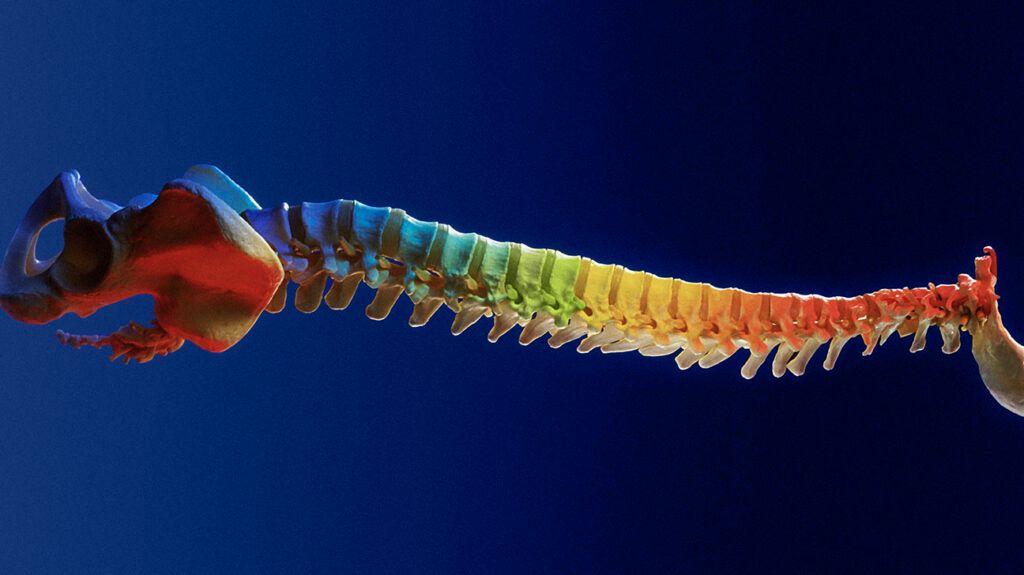 There is a model of a spine in rainbow colors.