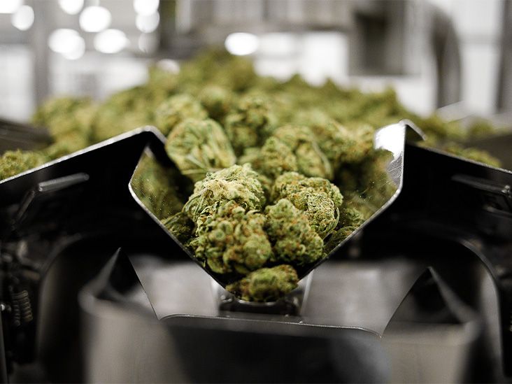 Could cannabis help treat opioid addiction? - Vimarsana News