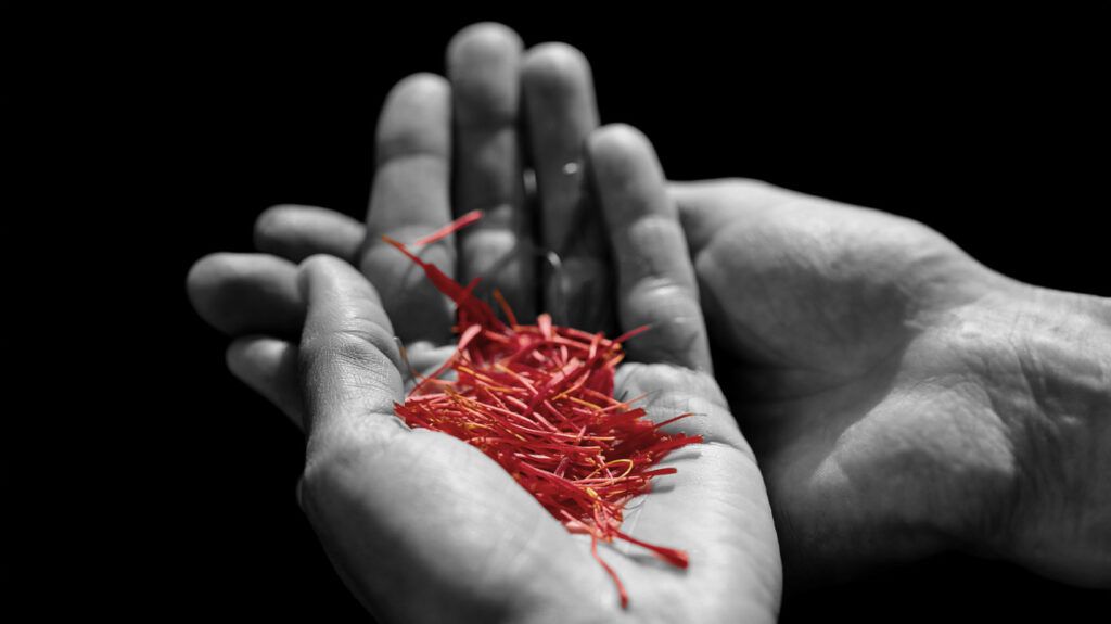 A hand holding pieces of saffron