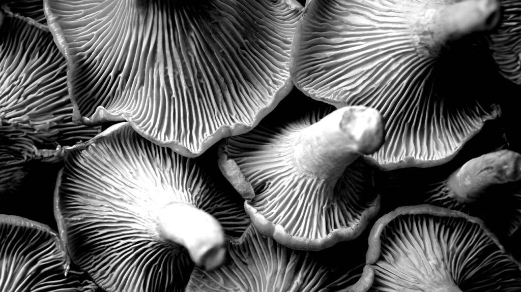 An image of mushrooms-1.