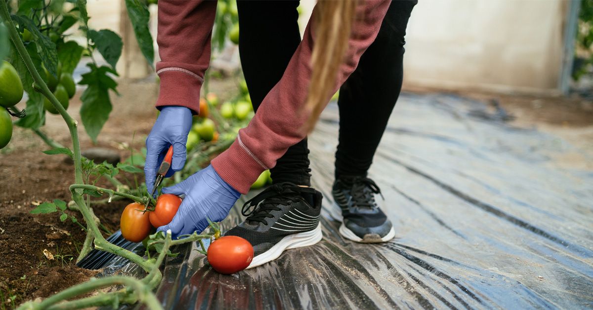 Phytonutrients Definition, benefits, and more