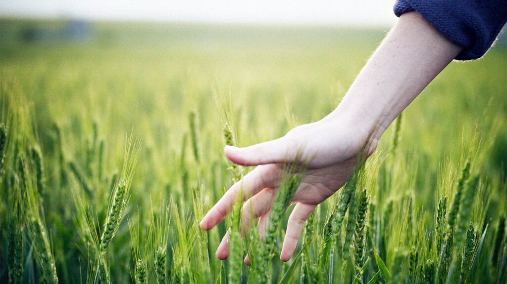 A person touching the grass -2.
