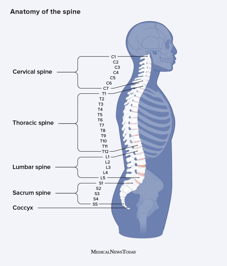 The Anatomy Of The Thoracic Spine