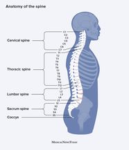 Parts Of Spine Anatomy At Paul Ruiz Blog Parts Of Spine Anatomy At Paul Ruiz Blog