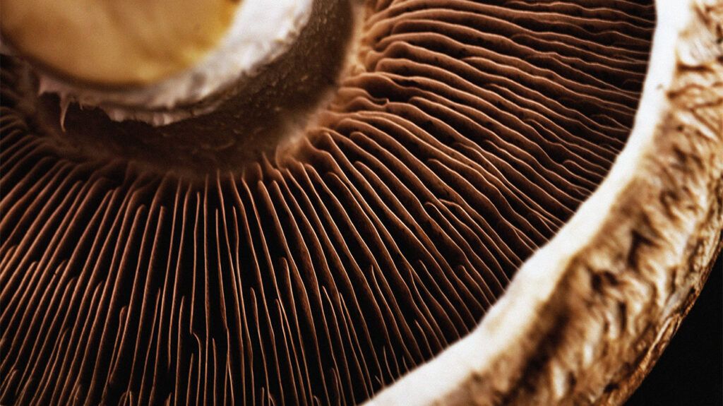 Closeup of a mushroom.