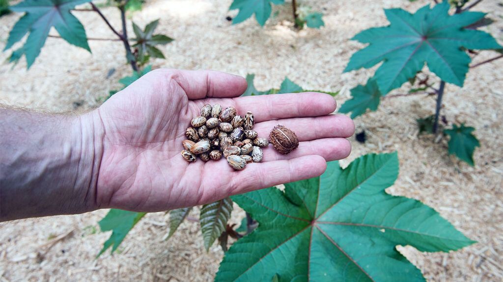 A hand full of castor beans from which castor oil is produced