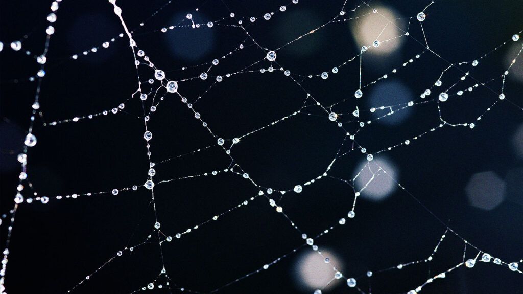 Closeup of a spider web glistening with raindrops.