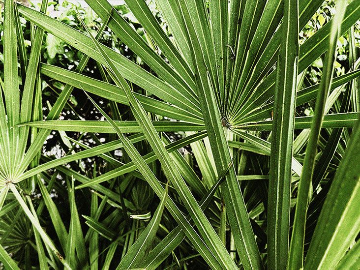 Saw palmetto for overactive bladder Dosage and more