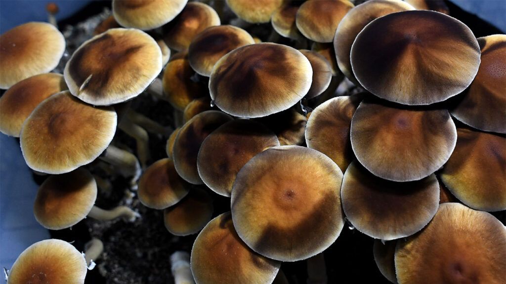 Mazatec psilocybin mushrooms ready for harvest in their growing tub.