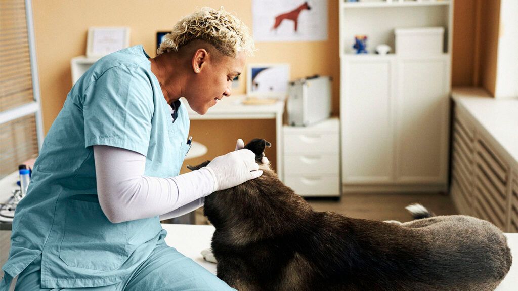 A veterinarian examining a dog 1