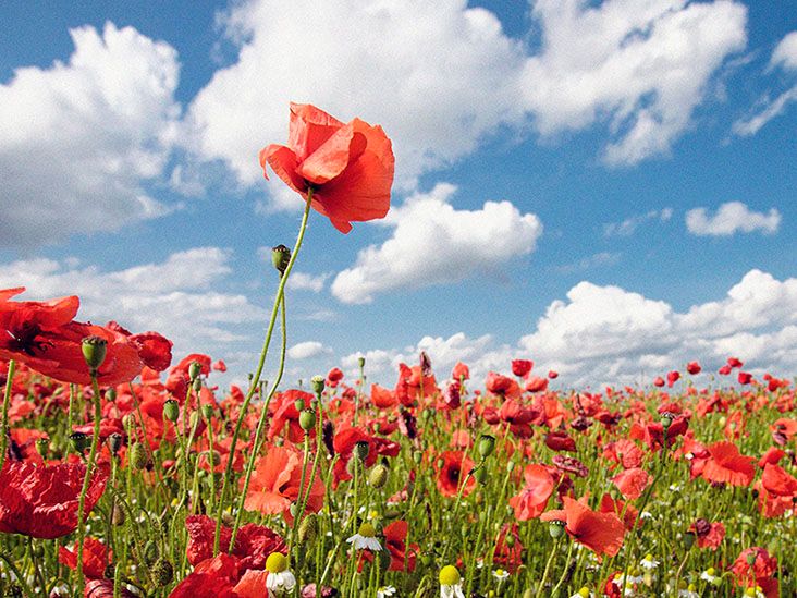 Tall poppy syndrome: Origins, effects, and how to cope