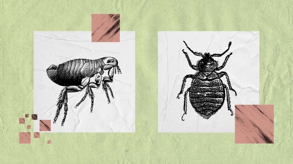 A collage of a bedbug and a flea. -1