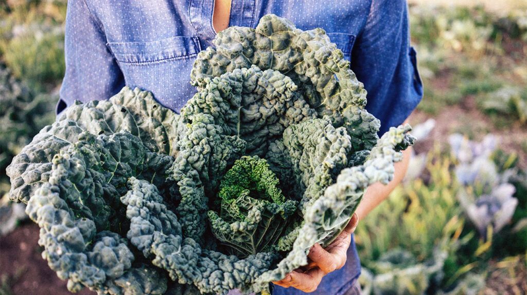Closeup of a person holding kale.