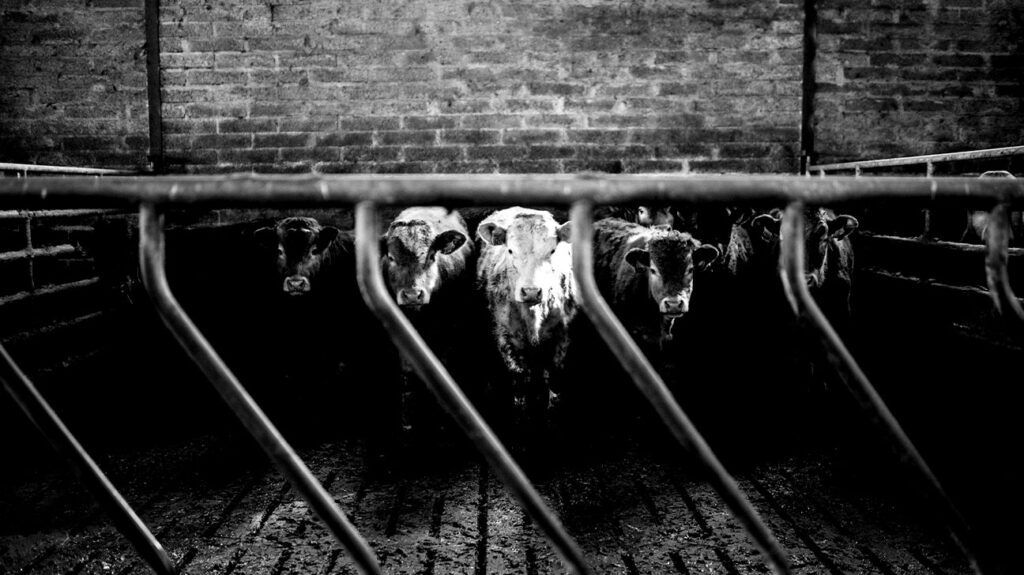 Black and white image of cows in a pen