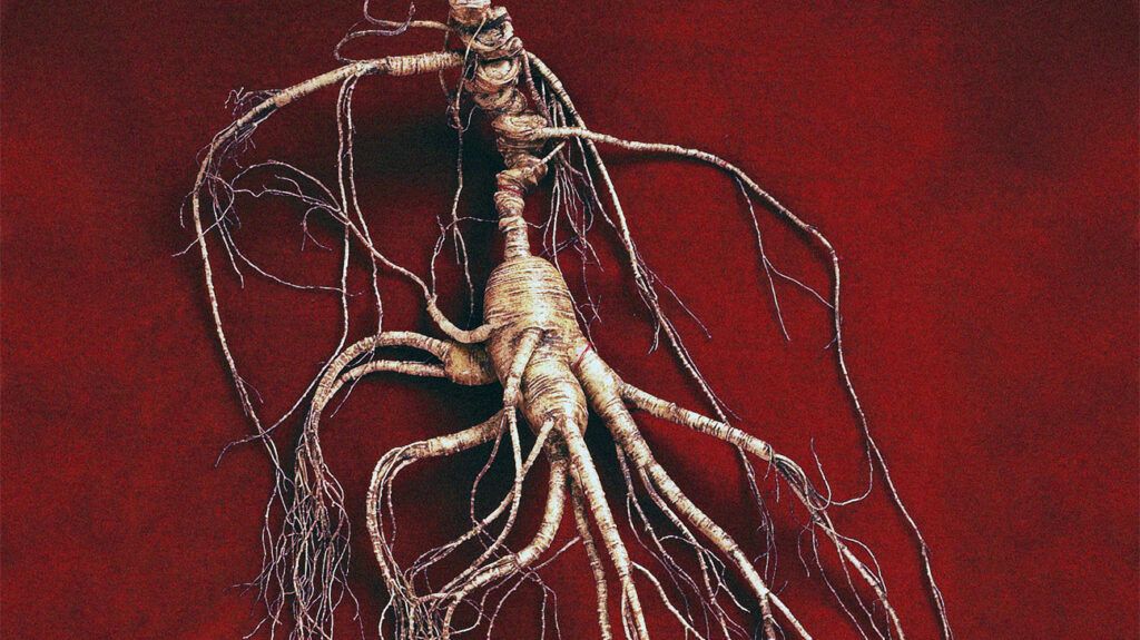 Dry ginseng roots on red satin cloth.