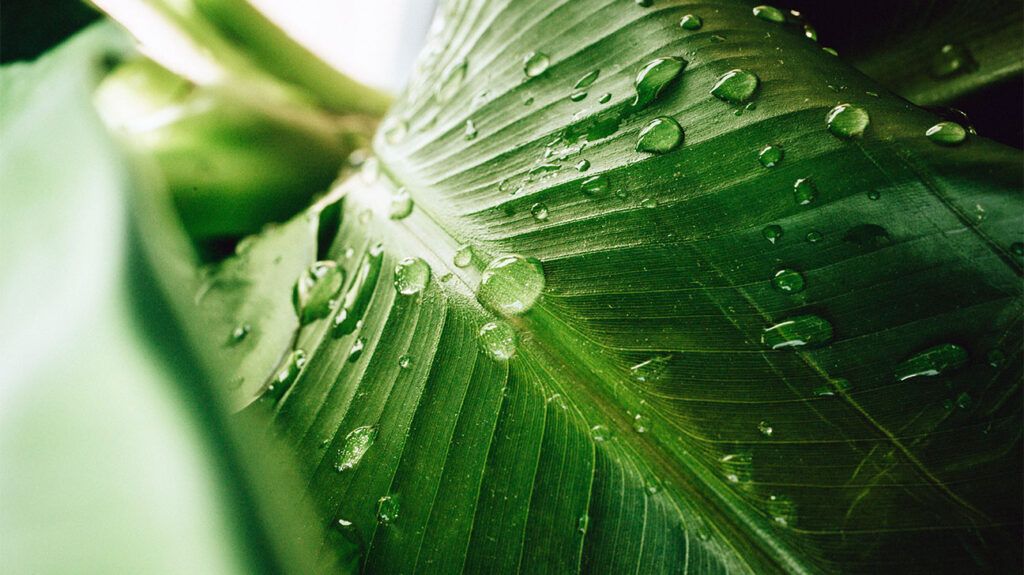 A wet tropical plant leaf 1