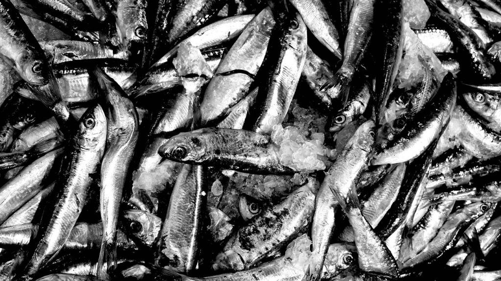 sardines on ice