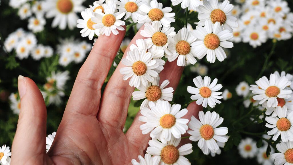 Small white feverfew flowers
