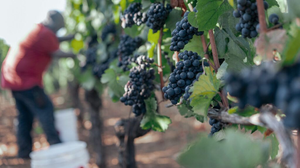 Someone harvesting red grapes off the vine.-2