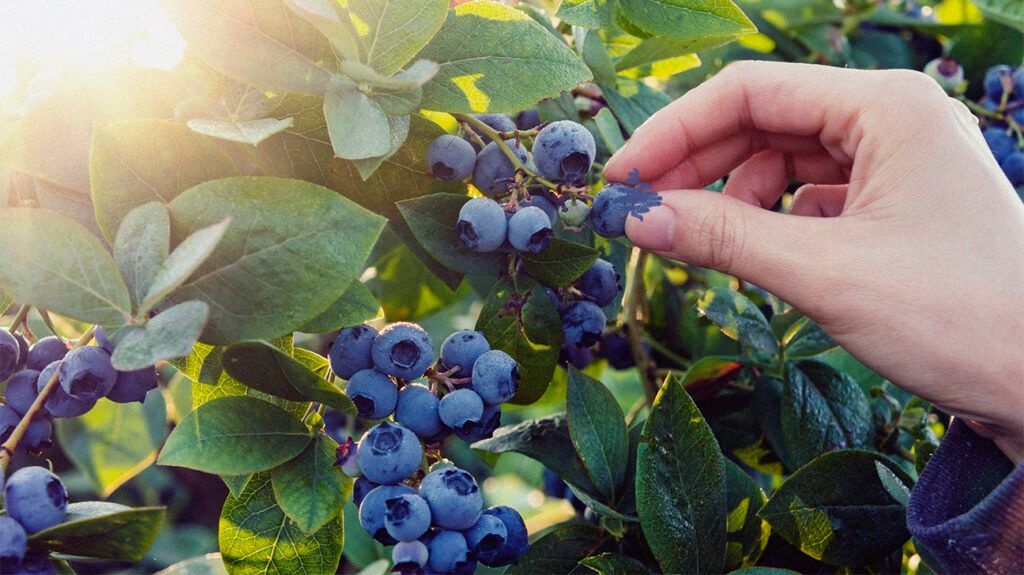 Blueberries, which can cause black specks in stool -2.