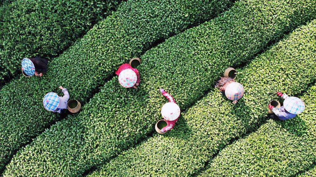 aerial photo of five people harvesting green tea