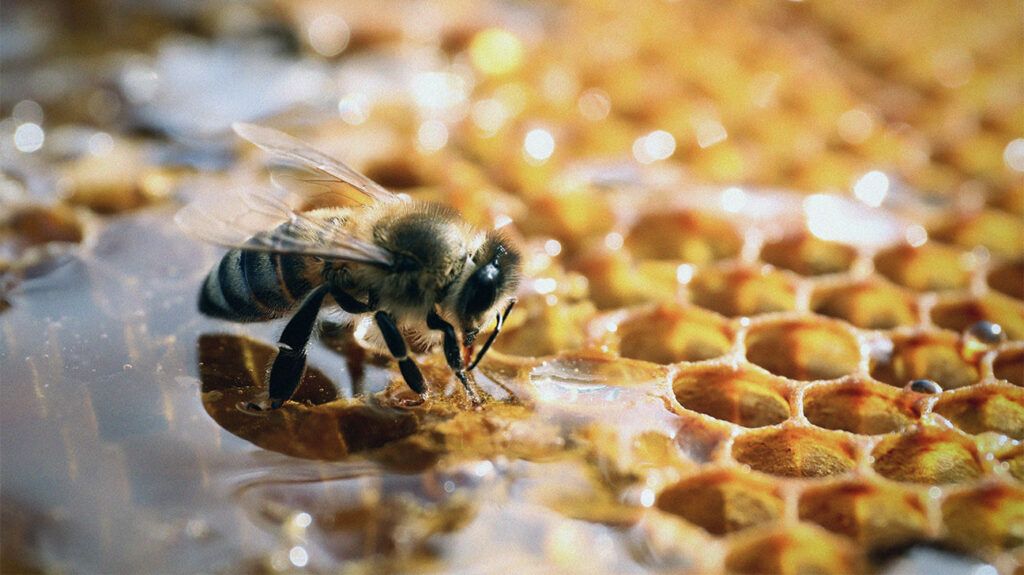 A bee sat on honeycomb 1