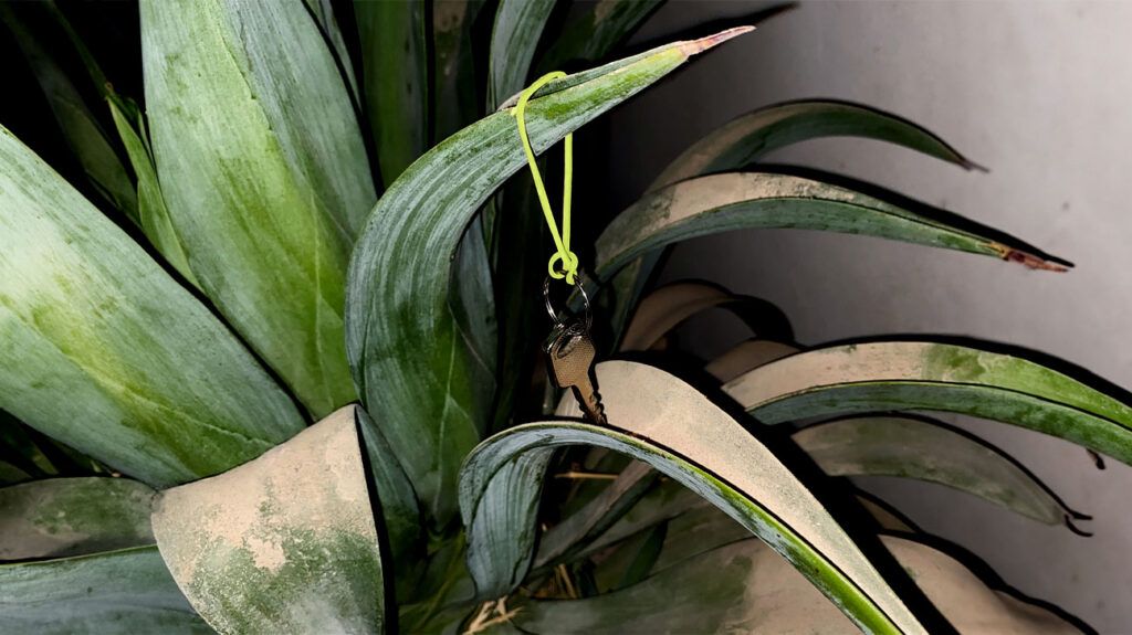 A key on a string hangs from a plant leaf